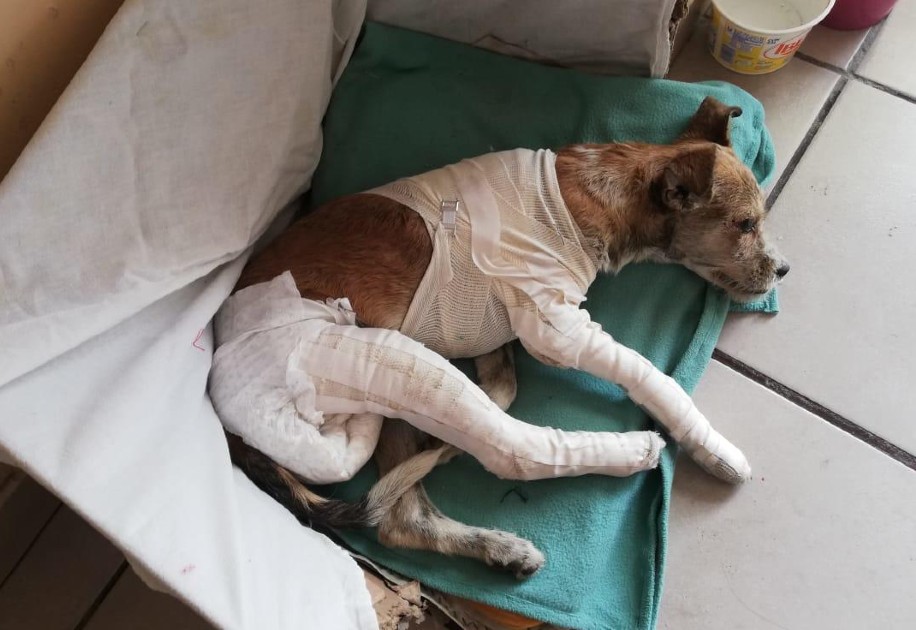 Un hombre que presuntamente padece de sus facultades mentales la tomó de las patas y la aventó. (Especial)