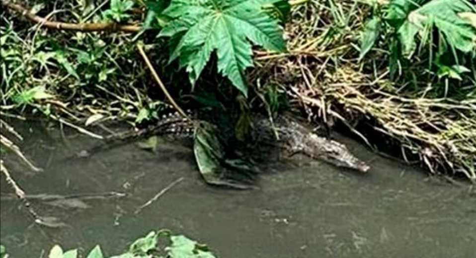 El cocodrilo fue avistado en el Río de Morleia.