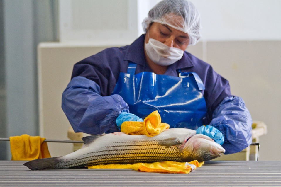 Productores acuícolas tienen toneladas de alimento congelado (Especial)