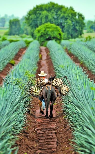 Autoridades lograron que la bebida se considerara como un producto agrícola. Shutterstock