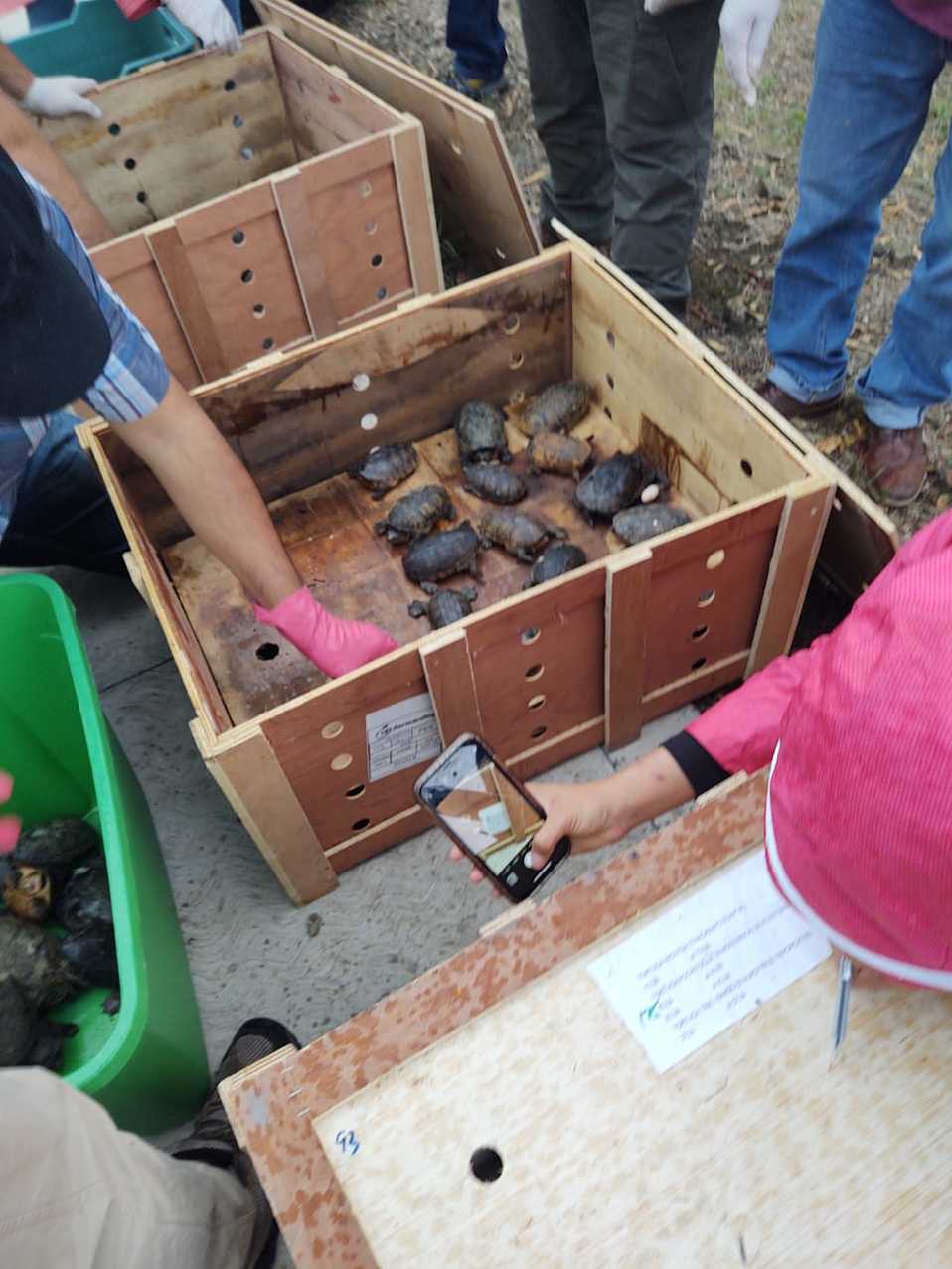 La Administración de Aduana aseguró más de 15 mil tortugas. (Especial)