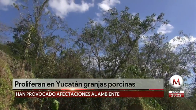 Cría de cerdos pone en riesgo cenote maya en Yucatán