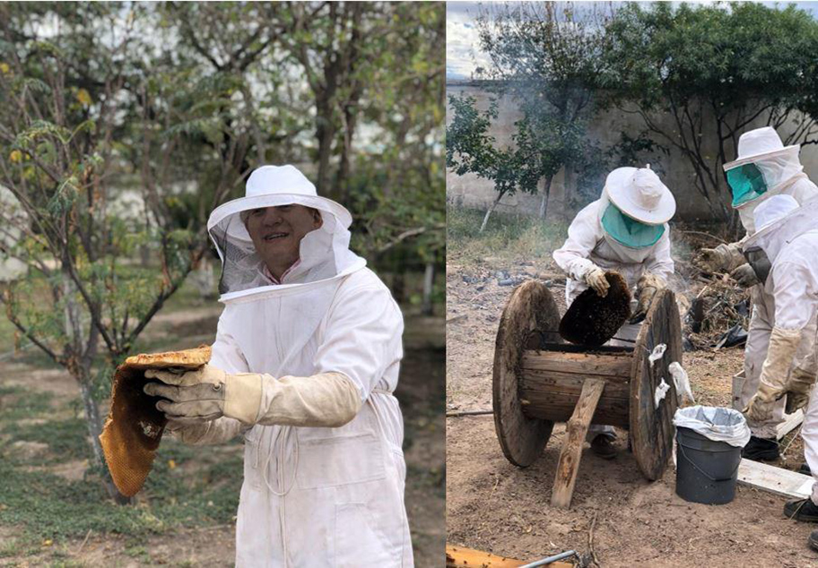 Enjambres de abejas rescatados en Gómez Palacio. (Especial)