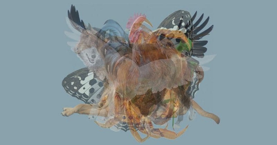En la imagen se presentan nueve animales (Lessons Learned in Life).