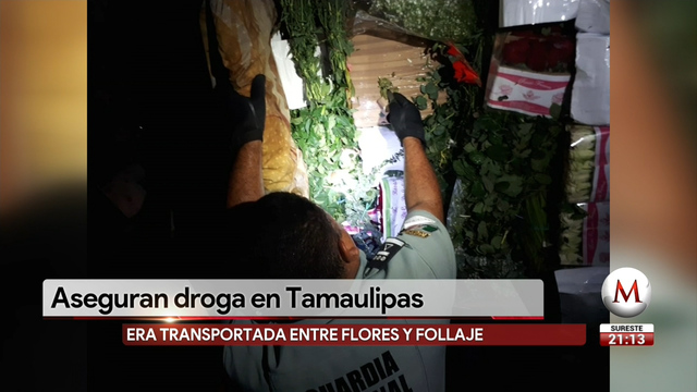 Decomisan media tonelada de Marihuana en Tamaulipas