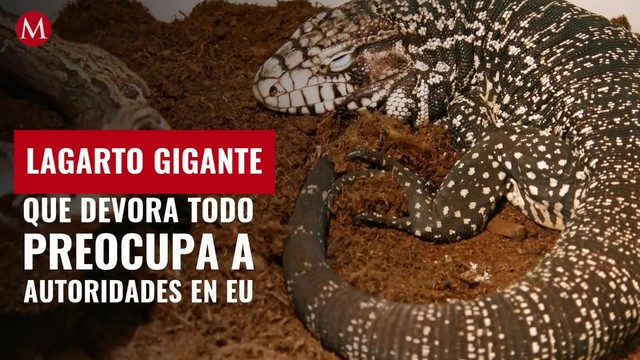 Lagarto gigante que devora todo preocupa a autoridades en EU