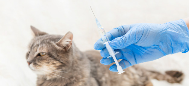 La Campaña de Vacunación Antirrábica 2020 se llevará a cabo en Guadalajara a través de citas en las veterinarias  (Especial)