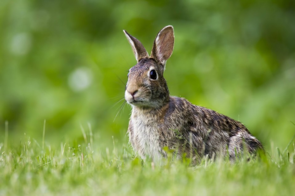 Aunque la enfermedad pone en más riesgo a las poblaciones de conejos salvajes, las mascotas también corren peligro (Shutterstock).