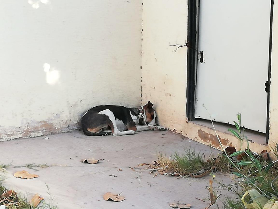 Perrita abandonada en Torreón. (Notivox Digital)