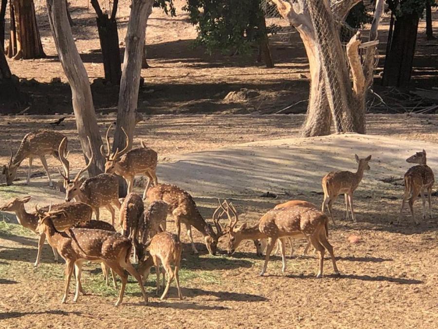La Asociación de Zoológicos, Criaderos y Acuarios de México han dado asilo, atención médica y cuidados a cientos de animales.
