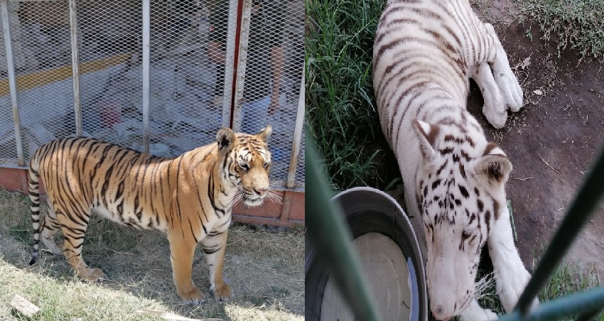 Ambos ejemplares, macho y hembra se encontraron en aparente buen estado físico y sin rasgos evidentes de maltrato. (Cortesía)