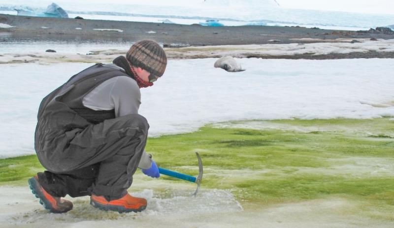 La "nieve verde" en la Antártida (EFE).