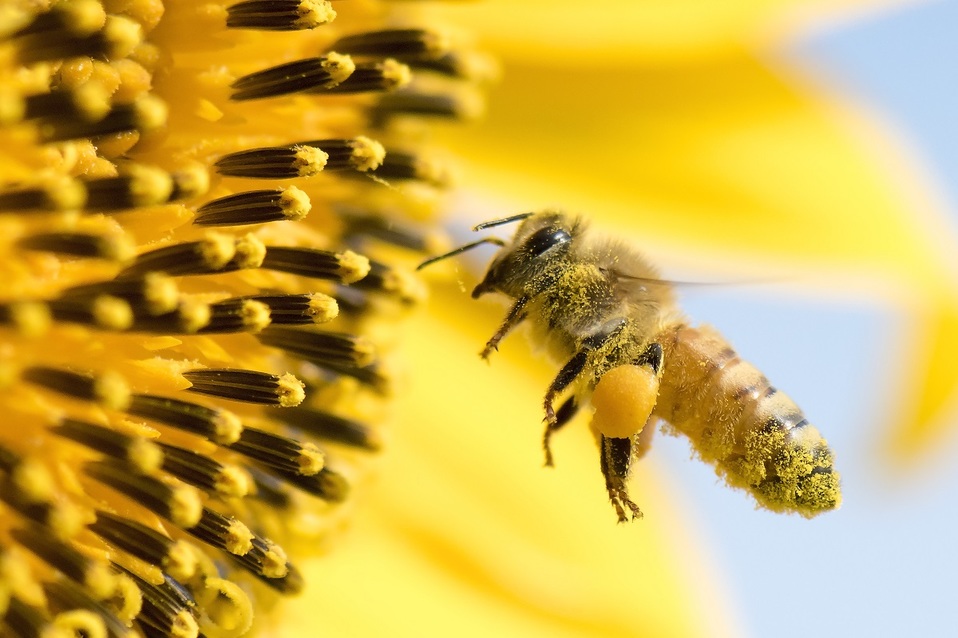 Las abejas son una pieza clave en muchos de nuestros alimentos.(Shutterstock)