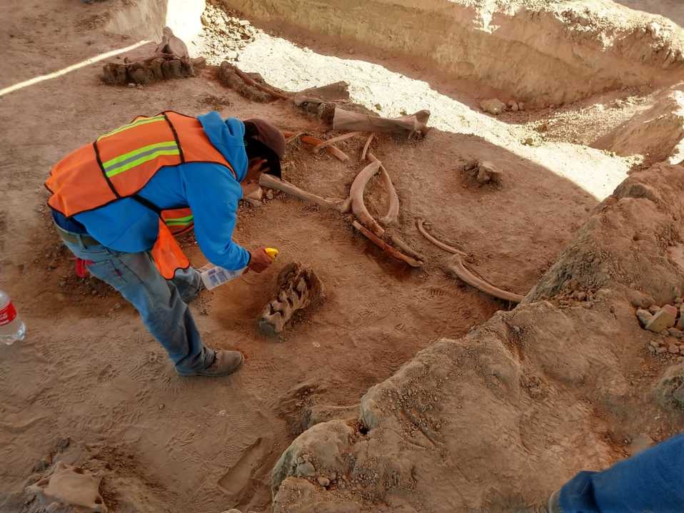 Los mamuts murieron al quedar atascados en el lago (Especial).