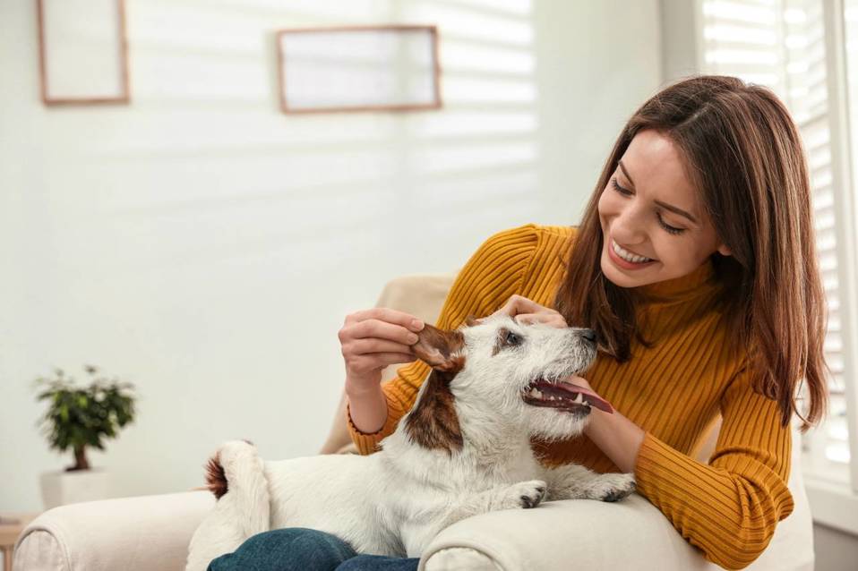 Revisa que tu hogar sea pet friendly o si puedes haz las modificaciones.