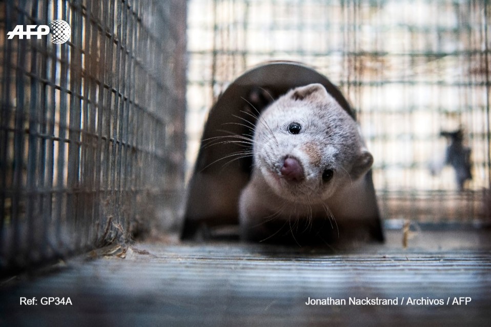 Se trataría del primer contagio entre animales y humanos en ese país (AFP)