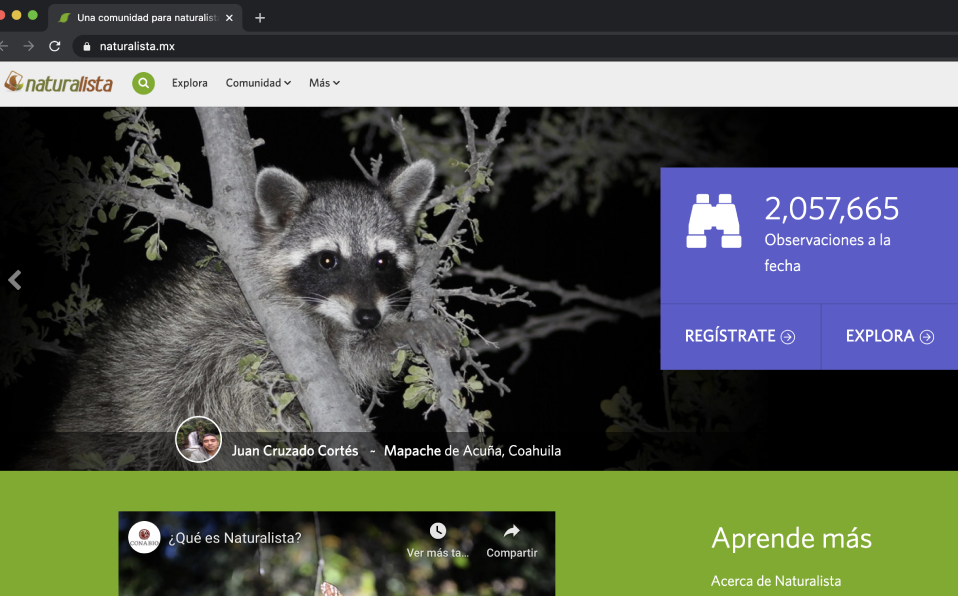 NaturaLista se inició en México en 2013 cuando la Conabio adoptó la plataforma iNaturalist.org desarrollada en la Universidad de California en Berkele
