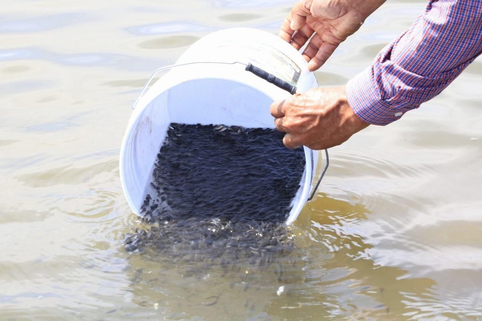 Con al siembra de un millón 200 mil crías de tilapia, se espera una mayor cantidad de pesca para la próxima temporada. (Especial)