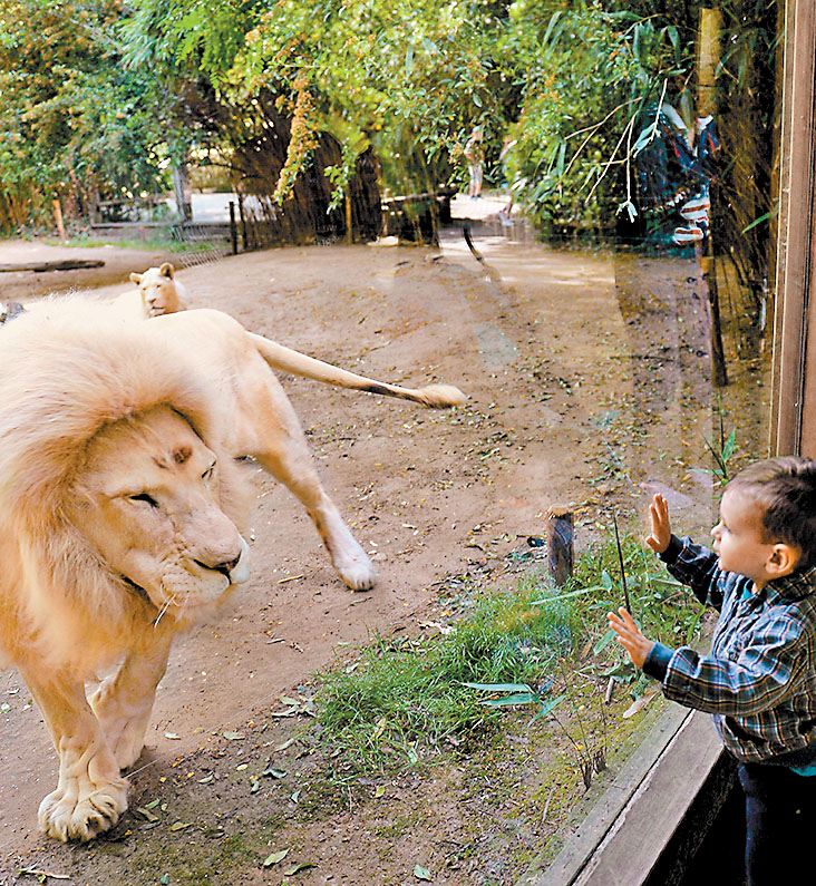 El zoológico de La Flèche, al suroeste de París, ya reabrió. (AFP)