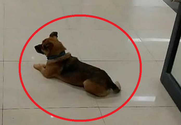 Perro esperó durante tres meses a su dueño fallecido por covid-19. (Twitter)