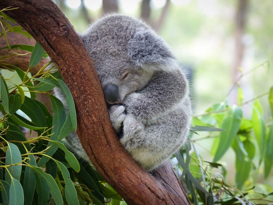 El nombre del koala rinde homenaje a los animales que murieron por los incendios. (Shutterstock)