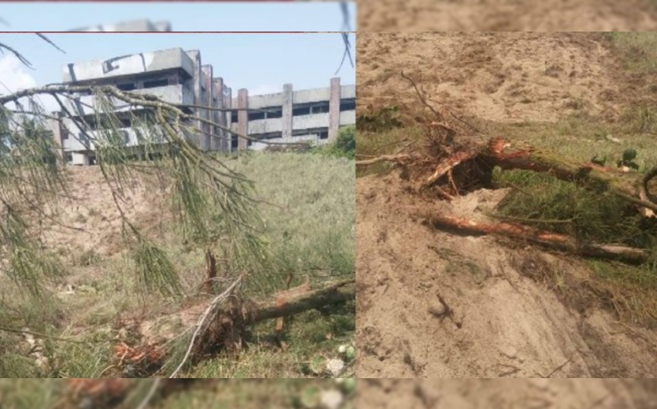 Detectan tala ilegal de pinos en Miramar | Sandra Sosa