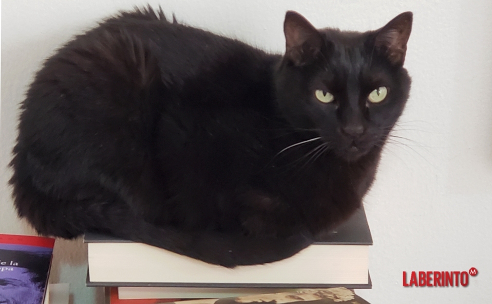 Ronrris, gato con libros. (Foto: Avelina Lésper)