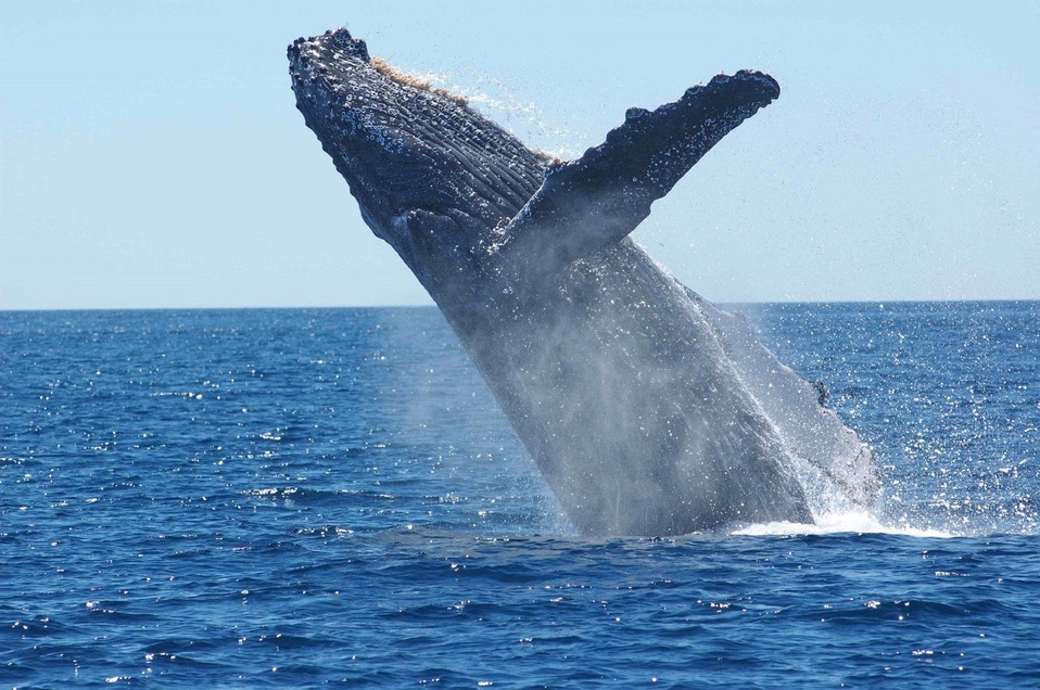 Las ballenas llegan a la costa de Argentina a finales de mayo (Pixabay).