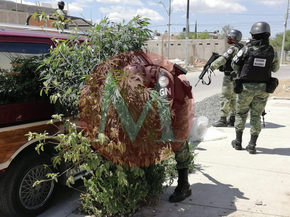 León | Guardia Nacional retira planta de mariguana en bosques del sur.