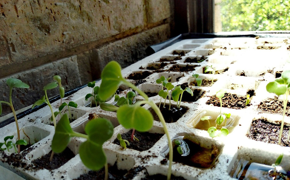Los almácigos son pequeños cuadritos donde en cada uno se va rellenando de tierra y se pone la semilla. (Cortesía)