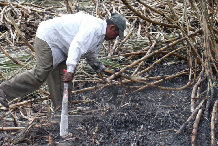 Baja producción de caña por sequía impactaría al ingenio Calipam. (Apolonia Amayo/Archivo)
