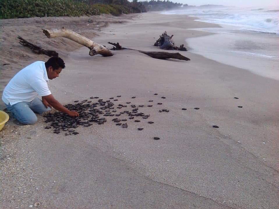 El Campamento Tortuguero del Totonacapan, ubicado en rancho Playa en Papantla ha liberado más de tres mil crías de tortugas Lora. (Isabel Zamudio)
