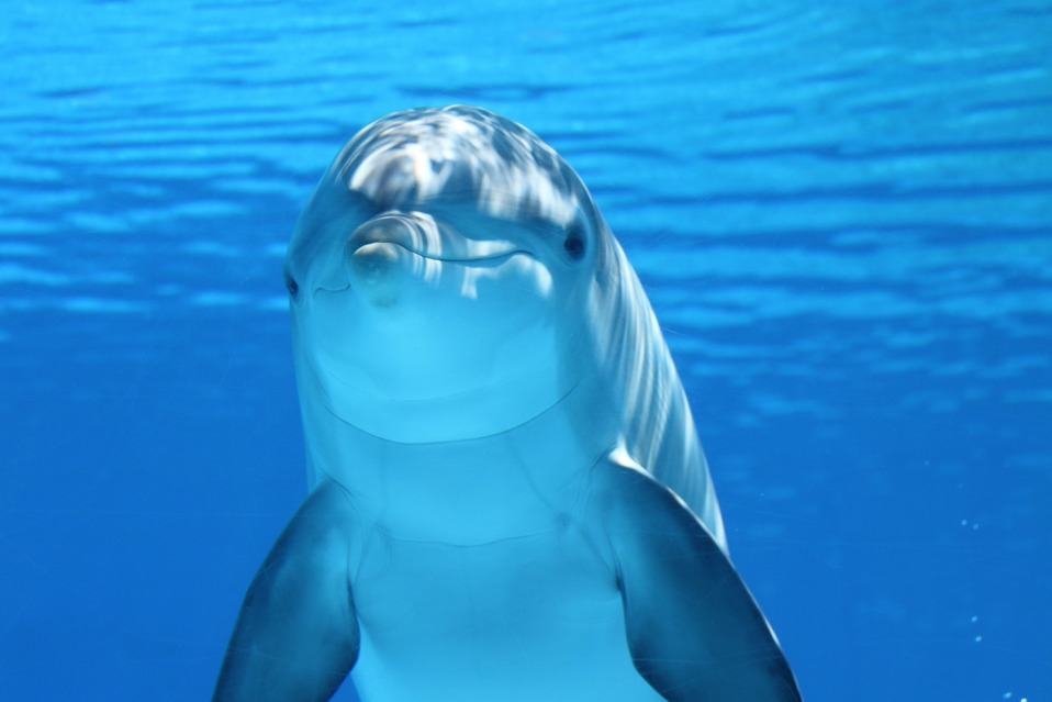 Lugareños del municipio de San Fernando en Argentina se percataron de la presencia del animal (Pixabay).