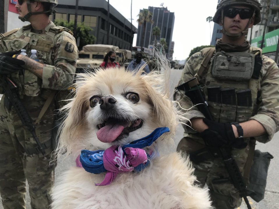 Phyllis, la hermana de Marnie The Dog.(Twitter)
