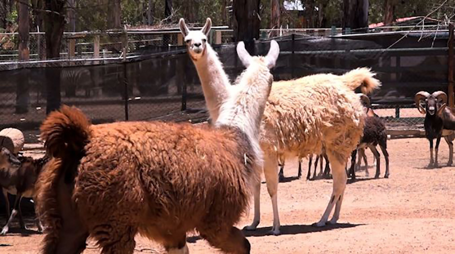 Bioparque de Durango. (Especial)