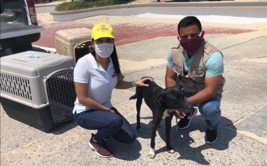 Esterilización de perritos en playa Miramar | Antonio Campos