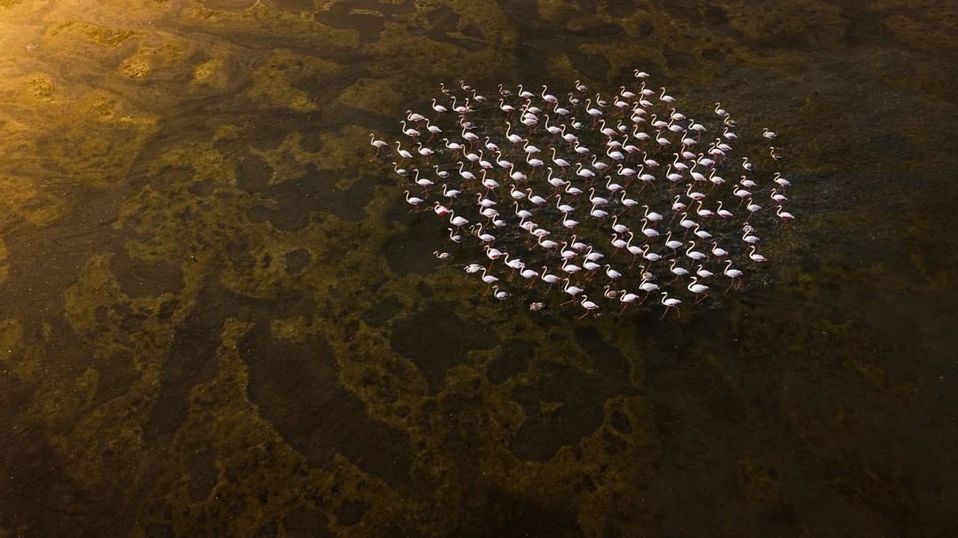 Los flamencos mayores mayores son los que comúnmente migran en busca regiones más cálidas durante el invierno. (Instagram National Geographic Your Sho