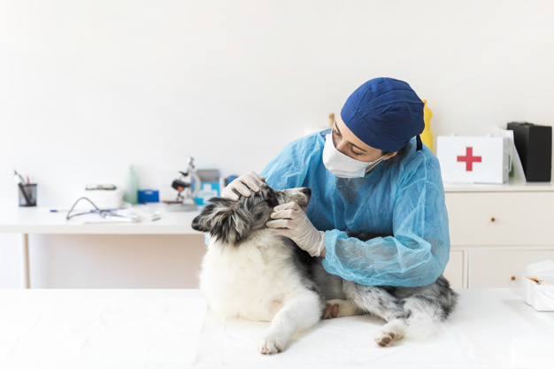 Acudir con un médico veterinario titulado, colegiado y con cédula vigente te brindará seguridad (Freepik)
