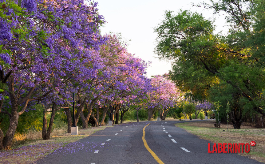 Un camino con algunos árboles de jacaranda a un costado. (Foto: Shutterstock)