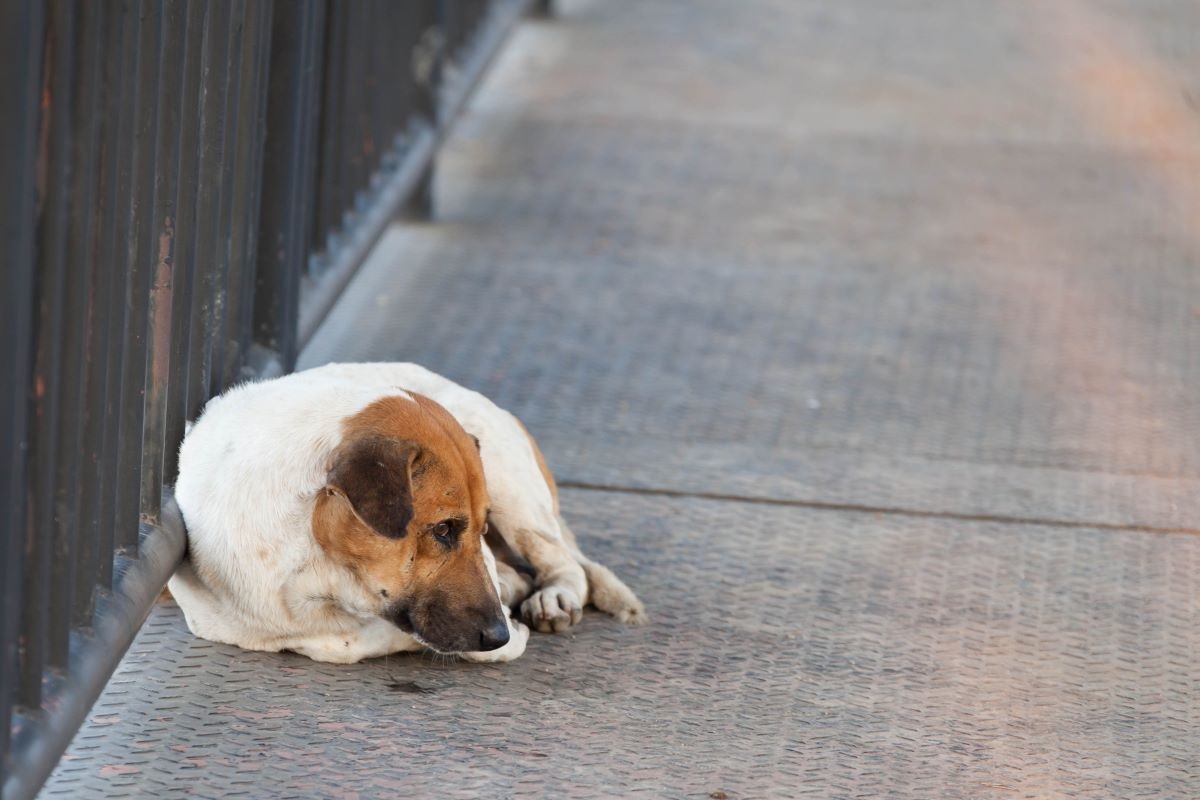 El perro se encontraba sobre un puente que pasa por encima del río Yangtze en Wuhan.(Shutterstock)
