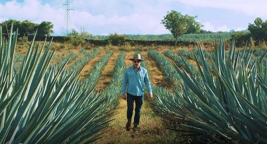 Conoce el proceso del tequila de Guanajuato, en Amazon prime video. ESPECIAL.