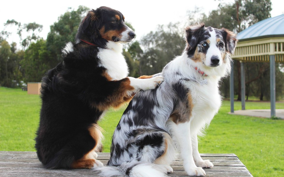 Aprenderás a dar relajación a los músculos de cualquier animal a través de esta sesión en vivo (Freepik)