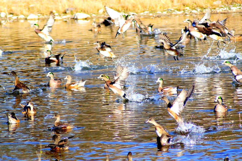 Jesús Favela, MC en Biodiversidad y Conservación capta con su lente la biodiversidad del Cañón de Fernández, autor de un proyecto de aves rapaces del cañón.