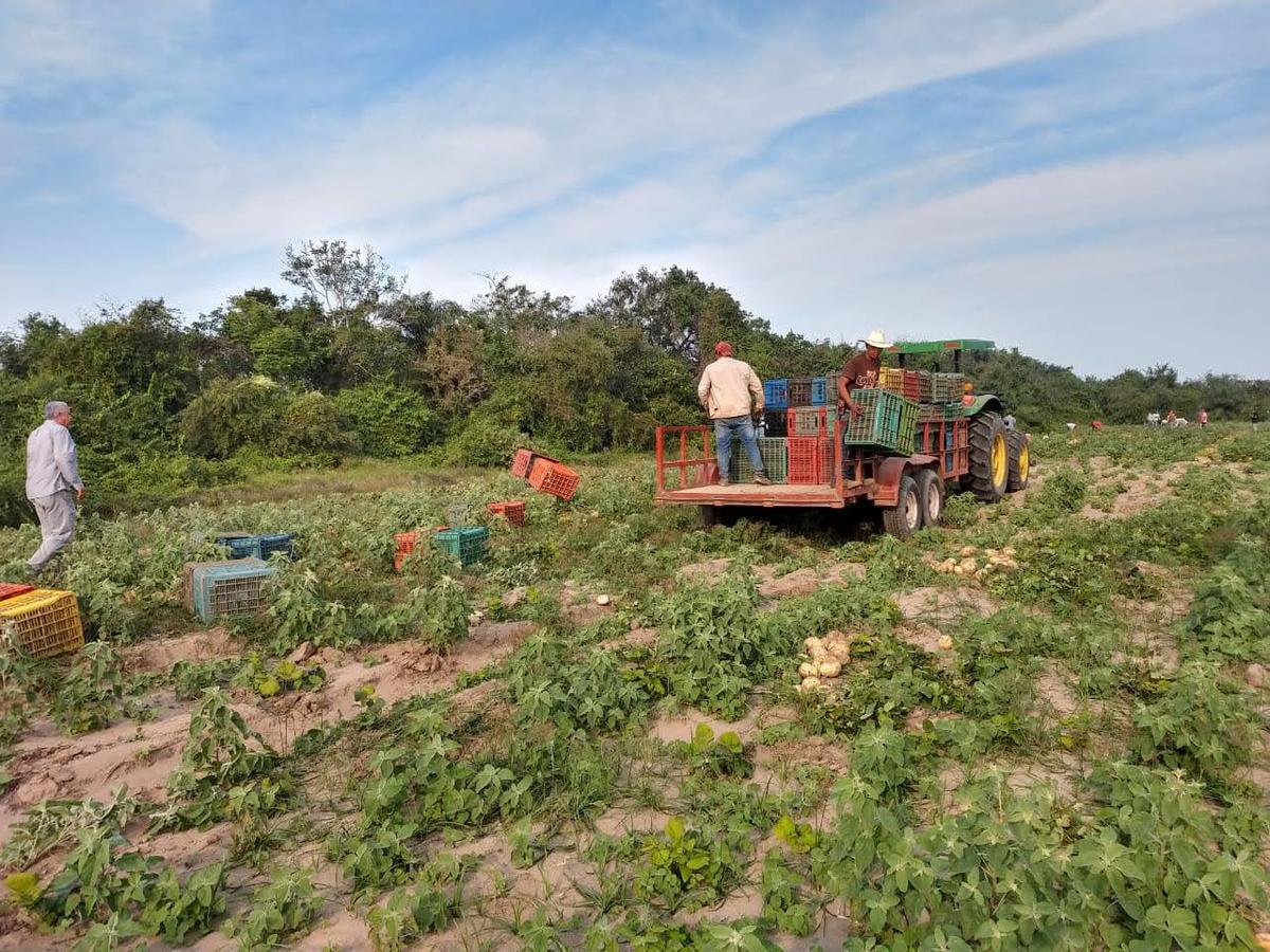 Agricultores de jícama | Cortesía