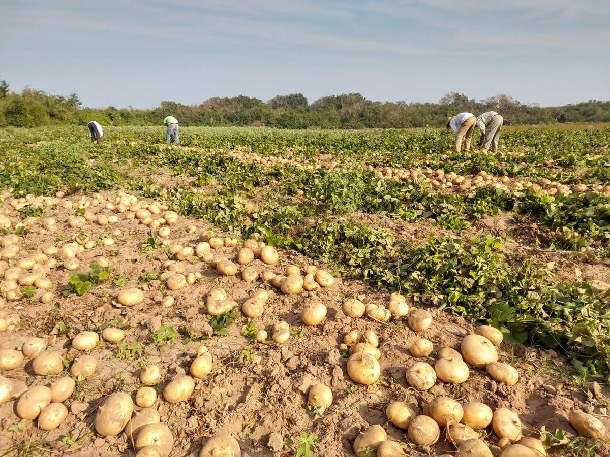 Agricultores de jícama | Cortesía