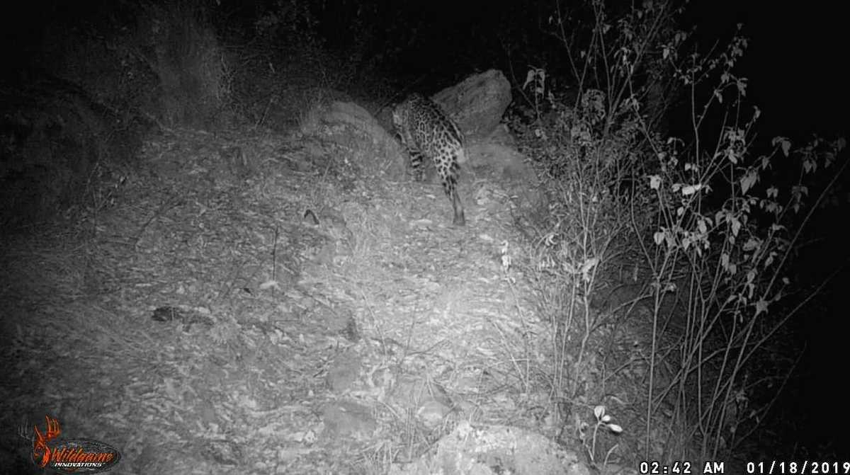 El jaguar fue captado en la noche por una cámara. (Fanny Miranda)