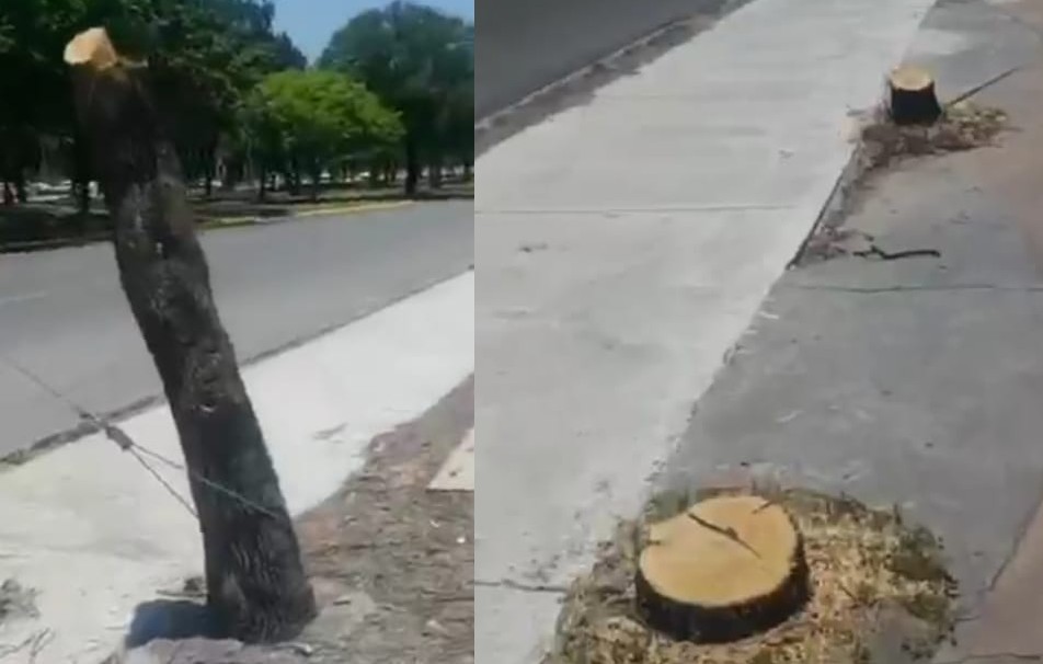 La denuncia surgió desde ayer cuando la agrupación Salvemos San Pedro la hizo pública a través de un video. Foto: Especial