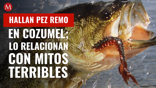 Hallan pez remo en Cozumel; lo relacionan con mito sobre maremotos y sismos