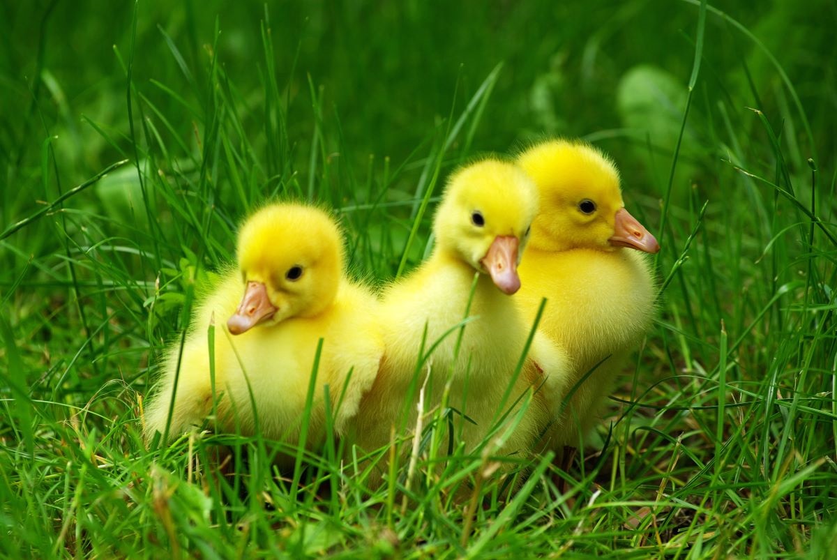 La joven británica tuvo tres patitos, tras incubar los huevos que adquirió en el supermercado.(Shutterstock)