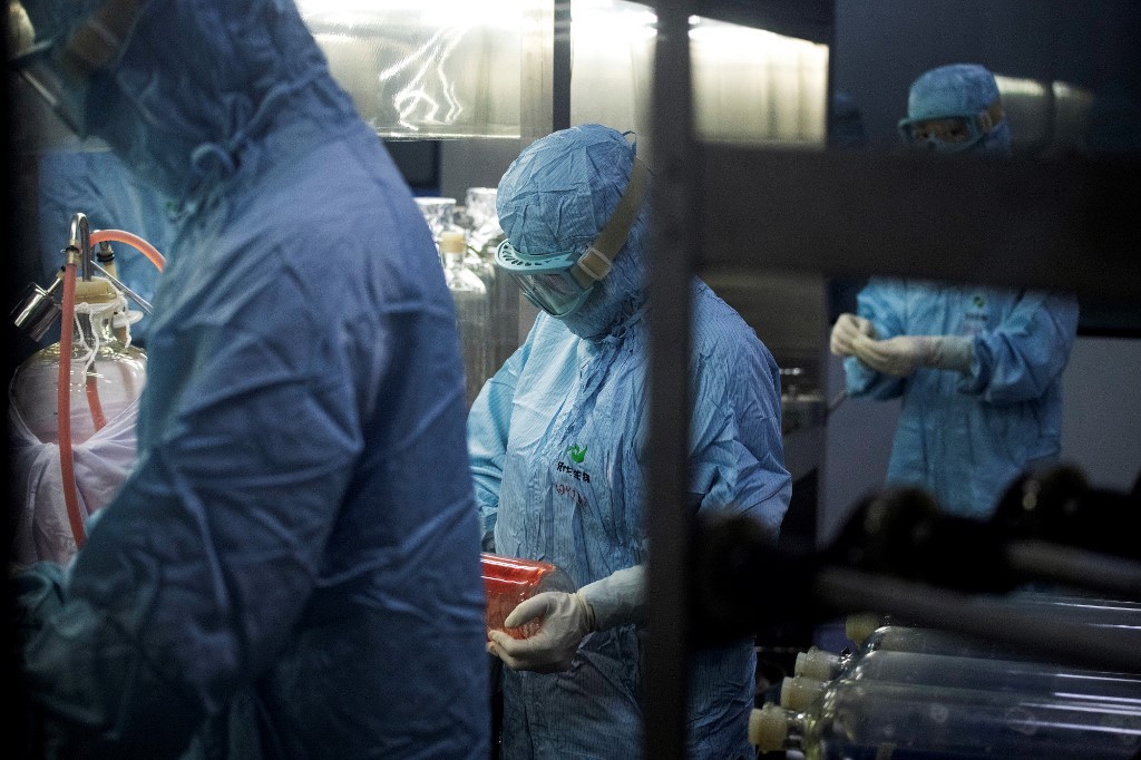 El nipah teien un alto nivel de riesgo por su alta transmisión. (AFP)